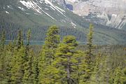 34 - Bow Lake  - IMG_0874